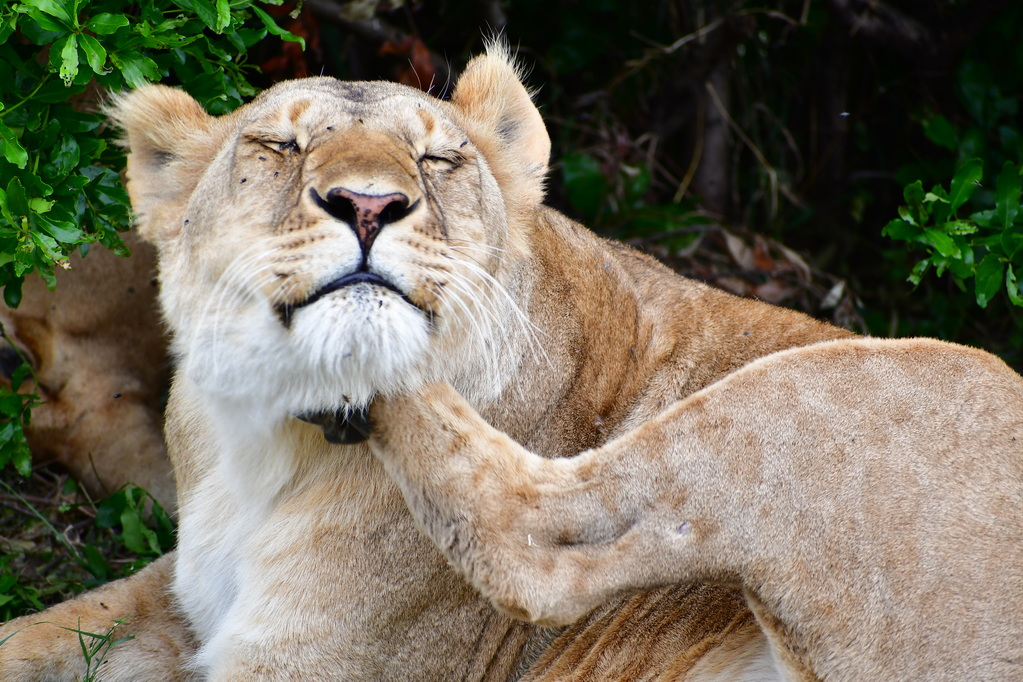 Masai Mara Nat. Reserve